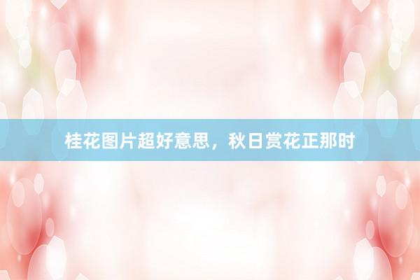 桂花图片超好意思,秋日赏花正那时